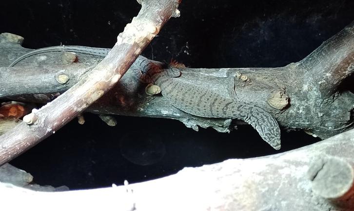 Varanus Gilleni, Dieren en Toebehoren, Reptielen en Amfibieën, Hagedis, 0 tot 2 jaar, Tam