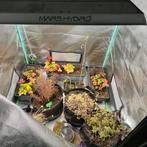 Chambre de culture Zelsius, Jardin & Terrasse, Enlèvement, Utilisé, Boîte de culture