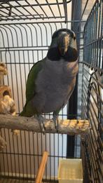 Derbyan pop, Animaux & Accessoires, Oiseaux | Oiseaux Autre