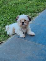 Laatste shih-tzu pup, België, Fokker | Hobbymatig, 8 tot 15 weken, Eén hond