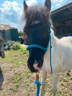 Shetlander ruintje, Dieren en Toebehoren, Gechipt, Ruin, Niet van toepassing, 0 tot 2 jaar