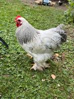 Brahma kriel haantje, Dieren en Toebehoren, Mannelijk, Kip