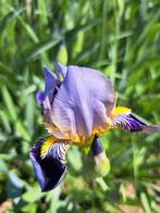 Irissen - paarskleurig/Geel in mintkleurige bloempot, Tuin en Terras, Planten | Tuinplanten, Ophalen