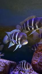 Frontosa Blue Zaire, Dieren en Toebehoren, Vis, Zoetwatervis