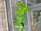 Monstera bonte albo-plant, Huis en Inrichting, Kamerplanten, Ophalen, Halfschaduw, In pot, Minder dan 100 cm