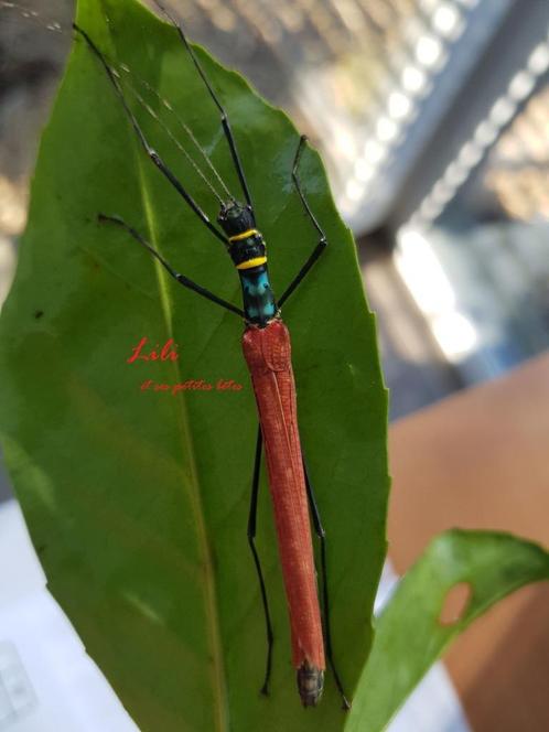 Wandelende wandelende insecten Calvisia kneubuehleri “dong n, Dieren en Toebehoren, Insecten en Spinnen, Wandelende tak