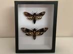 2 doodshoofdvlinders in 3d lijst, Verzamelen, Ophalen of Verzenden, Nieuw, Insect, Opgezet dier