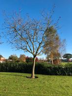 Walnootboom, Tuin en Terras, Planten | Bomen, Ophalen