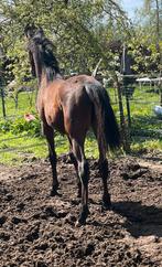 Étalon d'un an (Gribaldi-Secret-United), Cheval de dressage, Étalon, Ne s'applique pas, Vermifugé