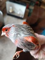 Rood agaat mozaïek, Meerdere dieren, Kleurkanarie