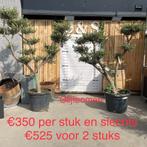 Kerstactie, Tuin en Terras, Planten | Bomen, Ophalen of Verzenden