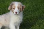 Border collie pups, Dieren en Toebehoren, Honden | Herdershonden en Veedrijvers, België, 8 tot 15 weken, Collie, Meerdere