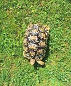 Panterschildpad pardalis, Dieren en Toebehoren, Reptielen en Amfibieën