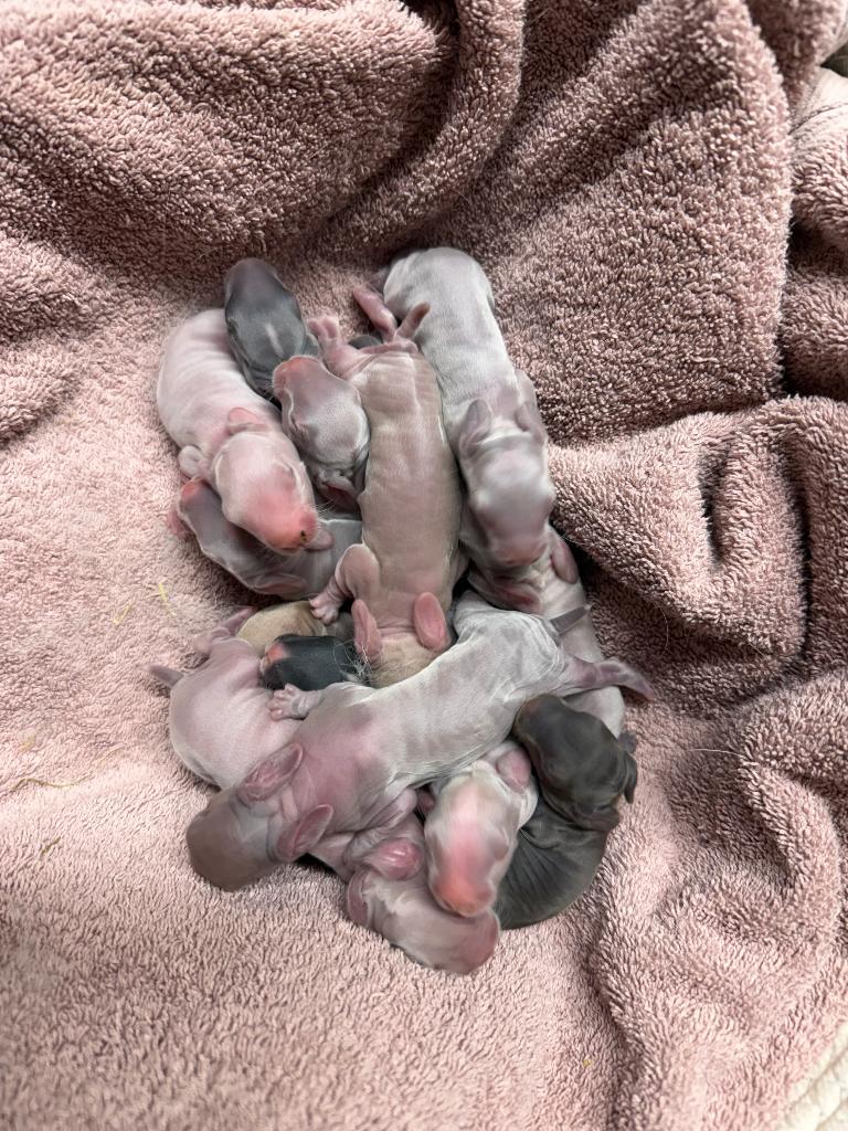 Raszuivere Duitse reuzen met ID boekje, Plusieurs animaux, Grand, 0 à 2 ans