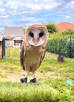 Kerkuil, Dieren en Toebehoren, Mannelijk, Roofvogel, Geringd