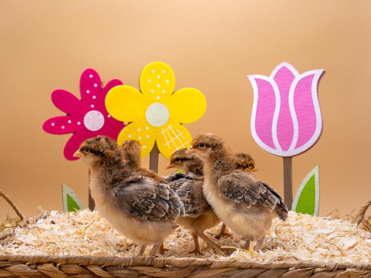 Jonge tamme Bielefelder kuikens gesekst & ingeënt, Dieren en Toebehoren, Pluimvee, Kip, Vrouwelijk