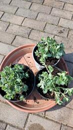 Sedum herbstfreude in pot., Ophalen, Herfst, Vaste plant