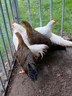 Jeunes coqs et poules Onagadori, Plusieurs animaux, Poule ou poulet