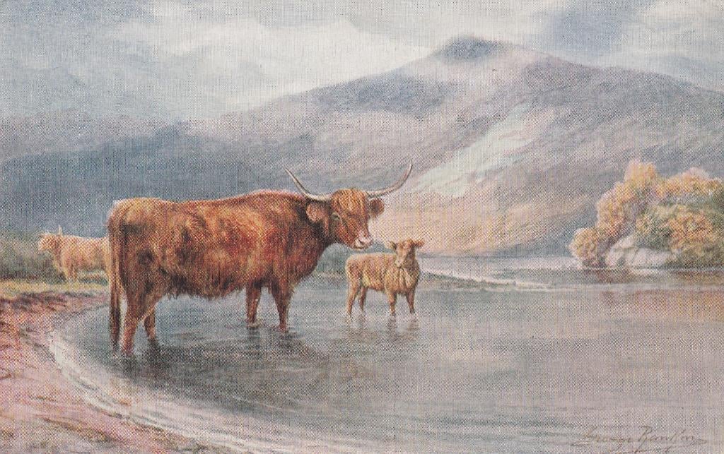 SCHOTSE  HOOGLANDRUNDEREN, Verzamelen, Postkaarten | Dieren, Verzenden, Ongelopen, Overige soorten