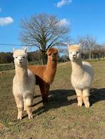 Drie prachtige jonge alpaca hengsten samen voor 950 €, Dieren en Toebehoren, Overige Dieren, Oktober, Meerdere dieren