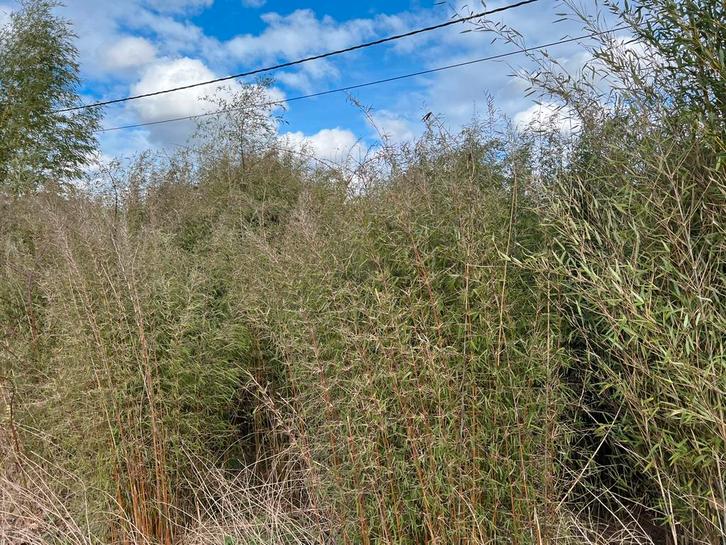 Bamboe, Jardin & Terrasse, Plantes | Arbustes & Haies, Bambou, Enlèvement