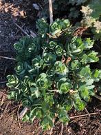 Verschillende vaste planten/nu ideaal plantmoment!, Tuin en Terras, Ophalen of Verzenden, Taxus