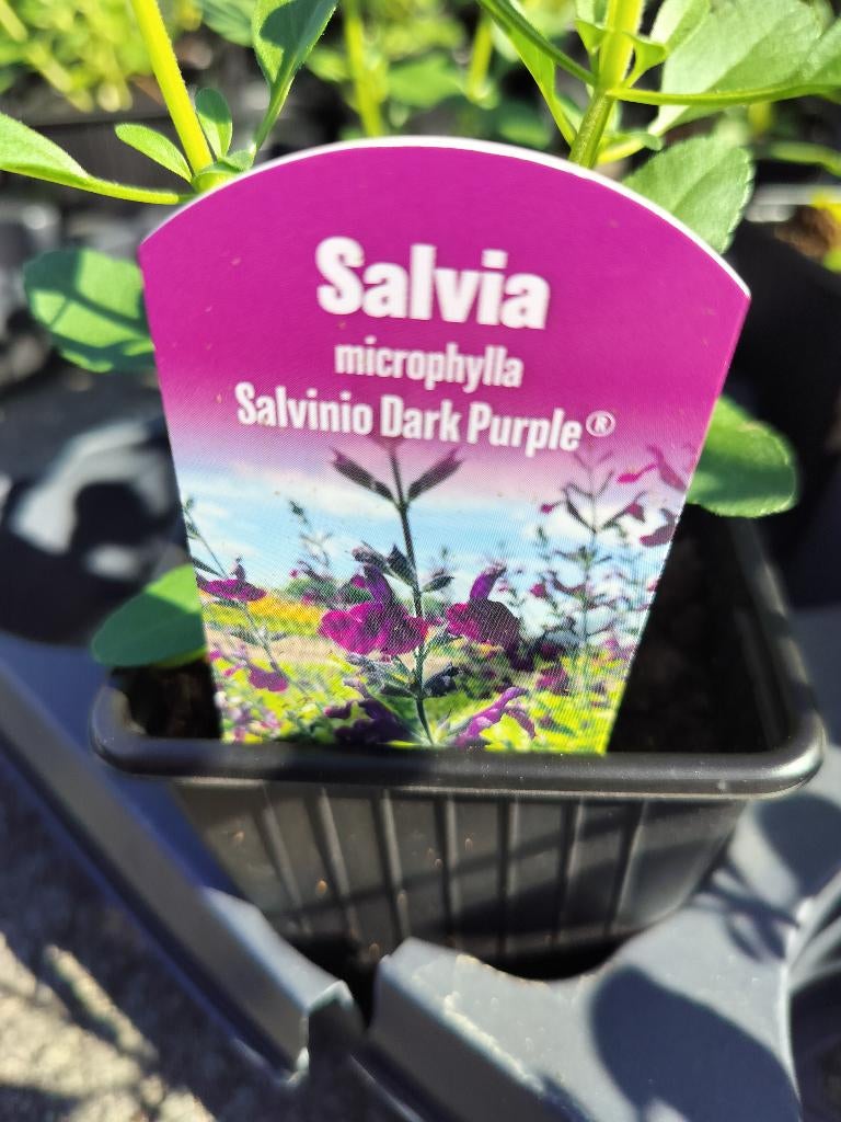 Salvia Microphylla salvino Dark Purple, Jardin & Terrasse, Plantes | Jardin, Plein soleil, Enlèvement, Plante fixe, Été