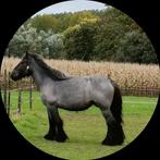 Trekpaard. Drachtige. Blauwschimmel, Dieren en Toebehoren, Paarden, Merrie, Met stamboom, Niet van toepassing, 3 tot 6 jaar