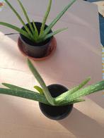 plantes, Tuin en Terras, Ophalen