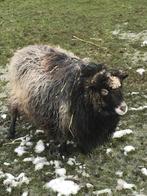 Ooitje, Femelle, Mouton, 6 ans ou plus