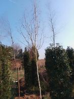 Berk, Tuin en Terras, Ophalen, 250 tot 400 cm