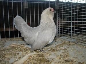 Écureuil barbu d'Anvers en train de pondre ses œufs, Animaux & Accessoires, Sexe inconnu, Poule ou poulet