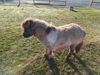 Stamboek Shetland pony's, Dieren en Toebehoren, Pony's, Merrie
