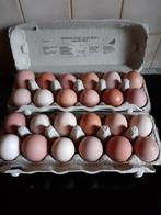Verse eitjes van eigen kippen, Diversen, Levensmiddelen, Ophalen