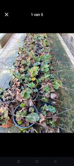 Nieuwe aardbeien stekjes bio en winterhard., Ophalen