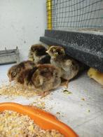 Kuikentjes wyandotte, Animaux & Accessoires