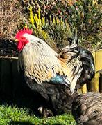 Kriel Cochin Haan, Animaux & Accessoires