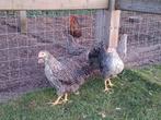 hollandse blauwe legkippen, Dieren en Toebehoren, Pluimvee, Kip