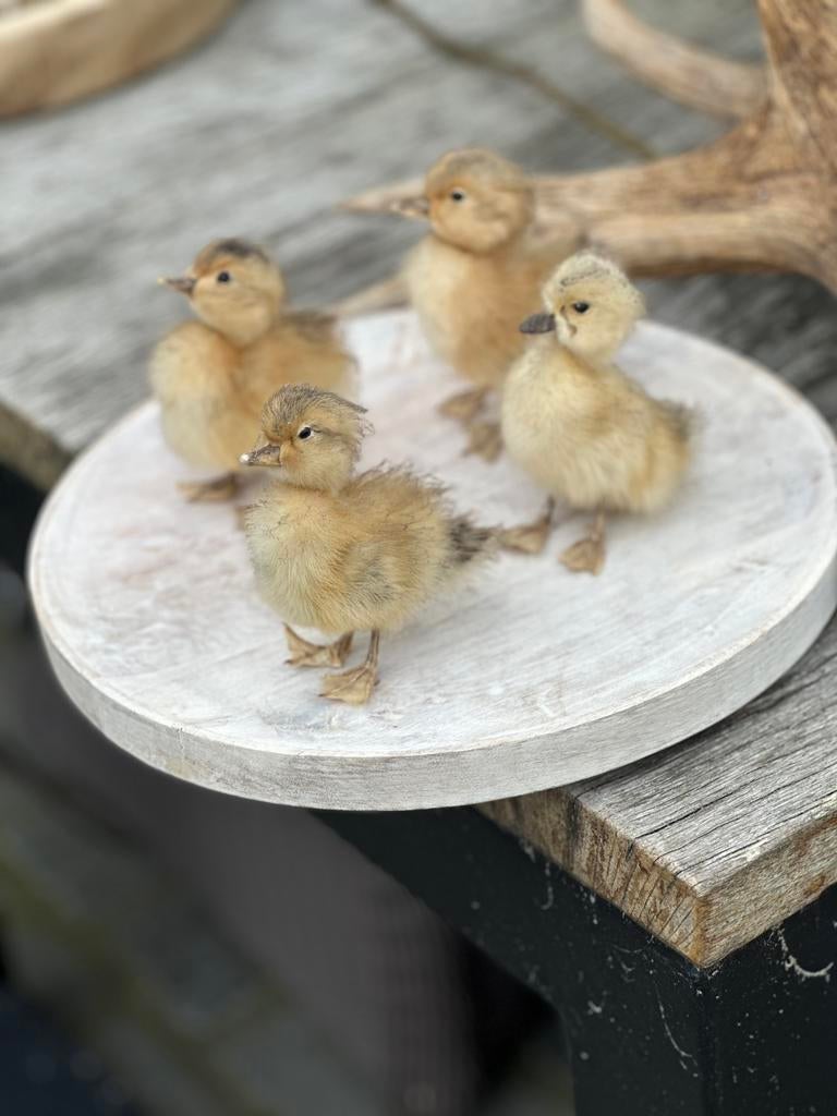 Taxidermie kuiken, Enlèvement