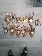 Trophées  de chevreuils, Collections, Enlèvement