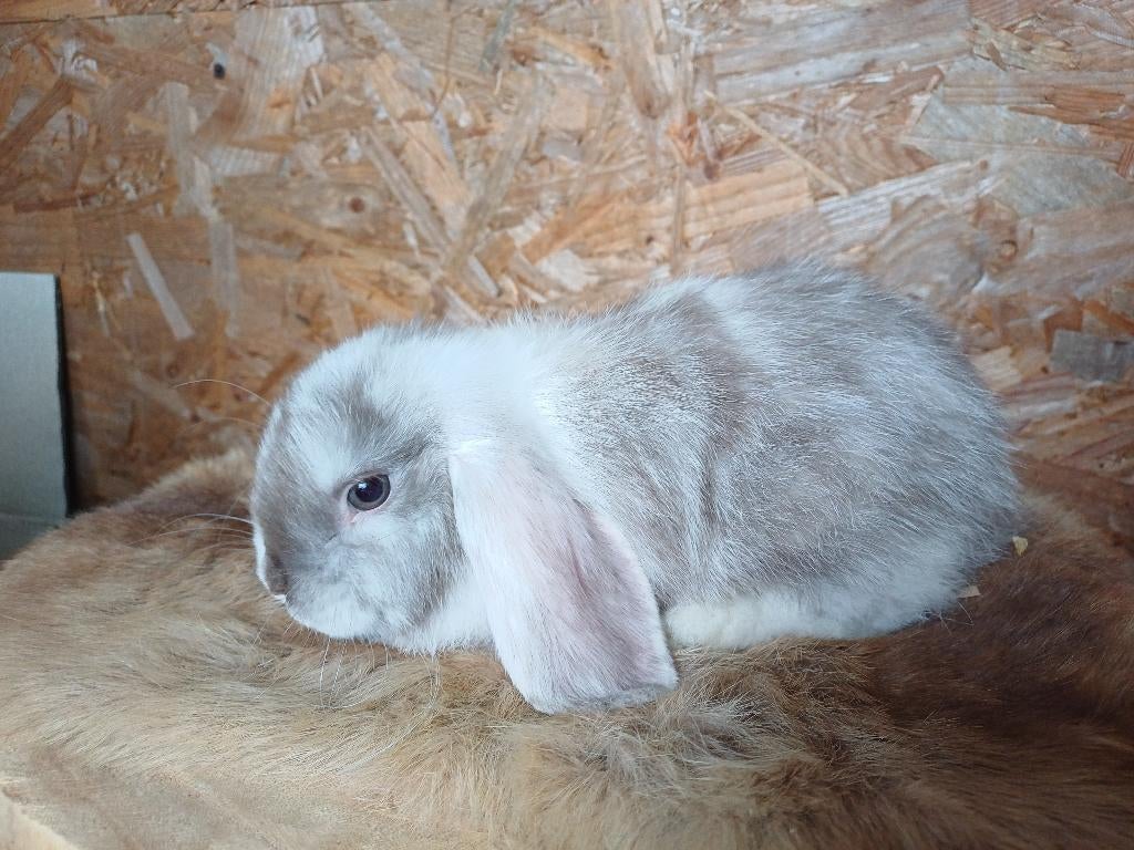 Nhd jappaner. Ram, Femelle, Nain, Oreilles tombantes, 0 à 2 ans