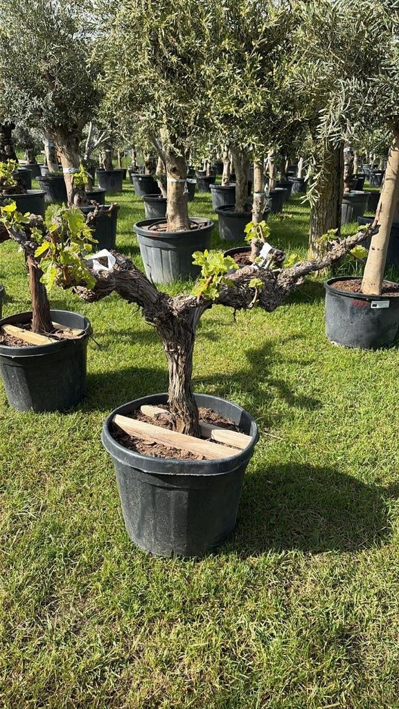 ‼️prachtige witte druivelaars aan promoprijzen ‼️, Tuin en Terras, Planten | Bomen, Ophalen