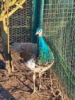 Pauw, Dieren en Toebehoren