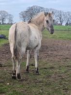 Jument de fjord savante et acclamée âgée de 4,5 ans, Animaux & Accessoires, Plusieurs animaux, Avec pedigree