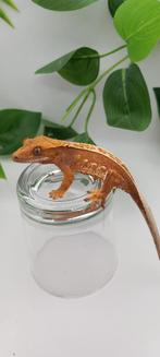 0.1 Red Tricolor Emptyback wimpergekko vrouw, Lézard, Domestique, 0 à 2 ans