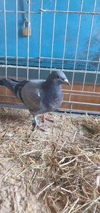 Jonge duif, Sexe inconnu, Autres espèces