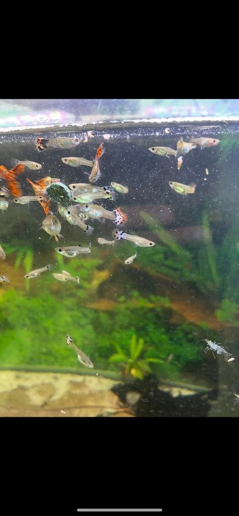 Guppy, rode en snow white ancistrus, Dieren en Toebehoren