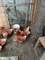 Legkippen te koop, Dieren en Toebehoren, Vrouwelijk, Kip