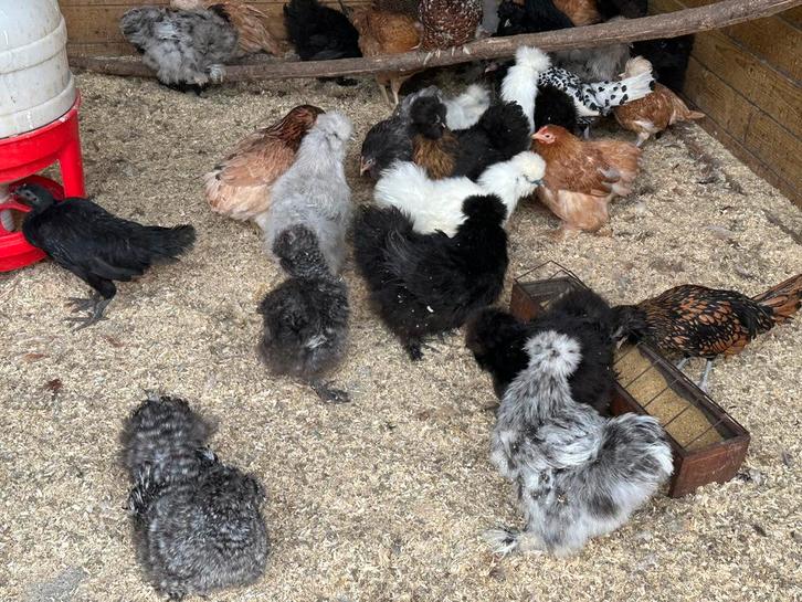 Sierkippen : ruime keuze dit weekend in Rillaar, Dieren en Toebehoren, Pluimvee