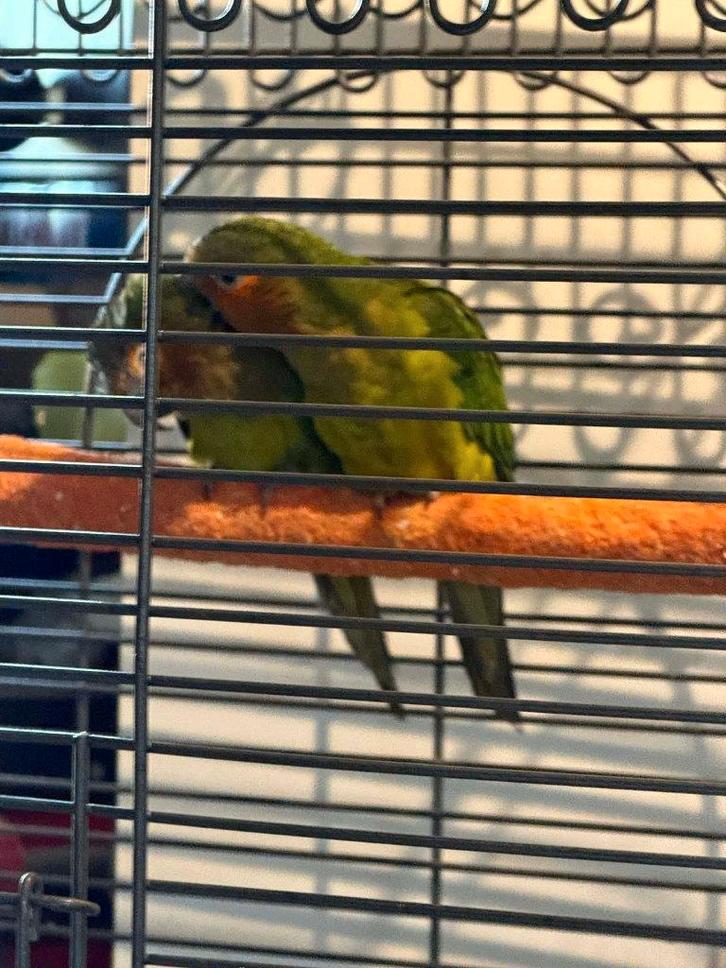 Aratinga Pertinax Surinam (Conure), Dieren en Toebehoren, Vogels | Parkieten en Papegaaien, Papegaai, Meerdere dieren, Geringd